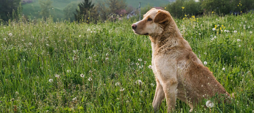 Четвероногие герои
