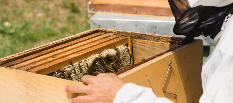 Пчелиные истории